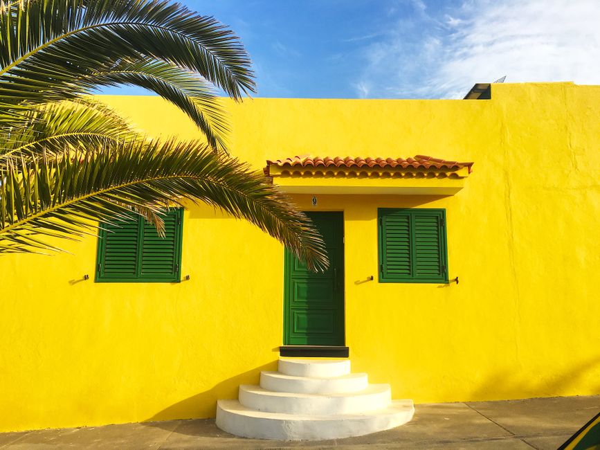 A yellow house wall with green shutters and a palm tree beside it.